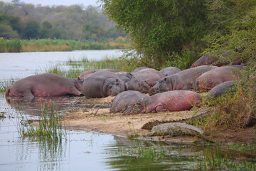 Flußpferd / Hippopotamus / Hippopotamus amphibius