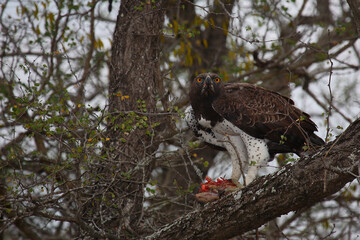 Kampfadler / Martial Eagle / Polemaetus bellicosus