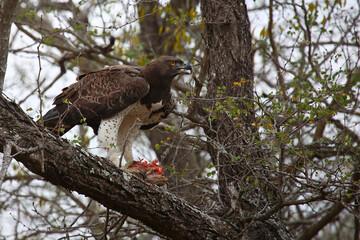 Kampfadler / Martial Eagle / Polemaetus bellicosus