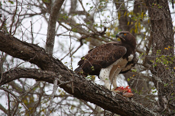 Kampfadler / Martial Eagle / Polemaetus bellicosus