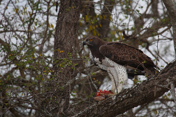 Kampfadler / Martial Eagle / Polemaetus bellicosus