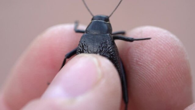 Macro Shot Of Hand Holding Darkling Beetle