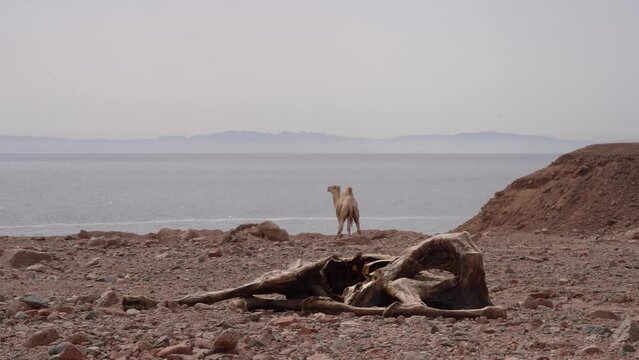 Camel Standing  In The Background With Dead Camel In The Foreground In The Desert. - wide