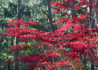 Beautiful red autumn leaves at Mount Wilson