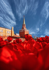 Trinity tower of the Moscow Kremlin. Red tulips in the Alexander Garden. Spring blooming in the city.