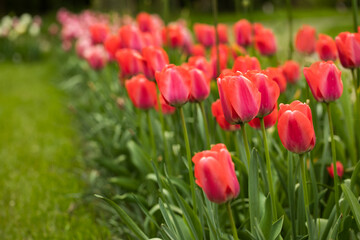 red tulips, spring flowers