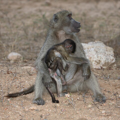 Bärenpavian / Chacma baboon / Papio ursinus