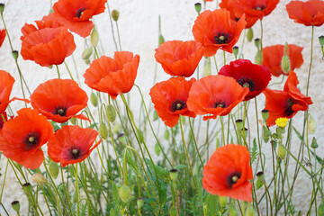 red poppies against white wall  