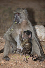 Bärenpavian / Chacma baboon / Papio ursinus