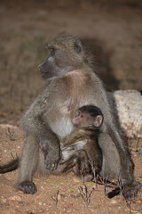 Bärenpavian / Chacma baboon / Papio ursinus