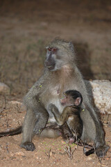 Bärenpavian / Chacma baboon / Papio ursinus