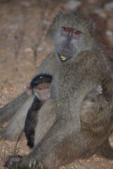Bärenpavian / Chacma baboon / Papio ursinus