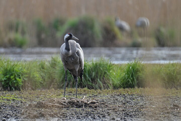gray cranes brooding in the wild