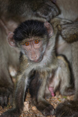 Obraz premium Bärenpavian / Chacma baboon / Papio ursinus