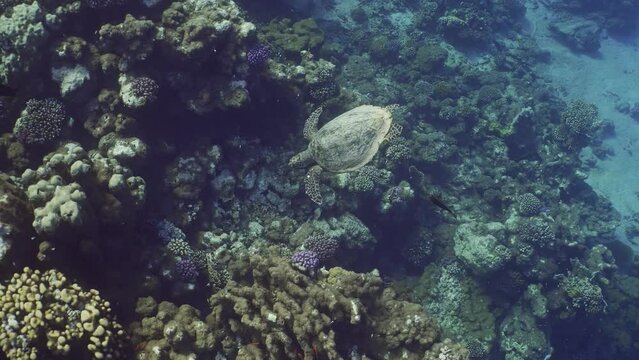 Top view of Sea turtle swims above coral reef on sunlight. Slow motion, Hawksbill Sea Turtle or Bissa (Eretmochelys imbricata) floating over coral ree in the sunny day, Wide-angle