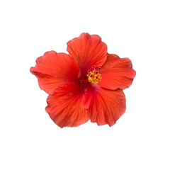 Hibiscus flower head, a red flower isolated on white background.
