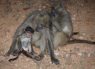 Bärenpavian / Chacma baboon / Papio ursinus