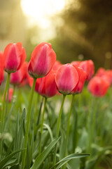 red tulips, spring flowers
