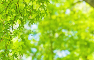 Fototapeta na wymiar 新緑の紅葉とキラキラ背景