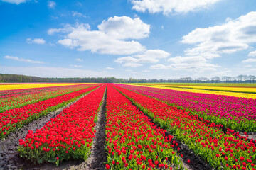 blooming tulips in the netherlands