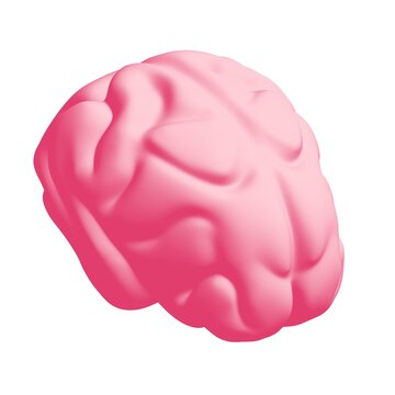 Human brain Anatomical Model.