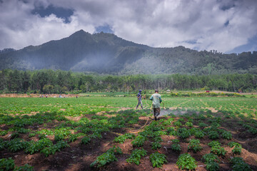 Potato plants grown in fields in the mountainous area of ​​Jampit, Bondowoso, East Java