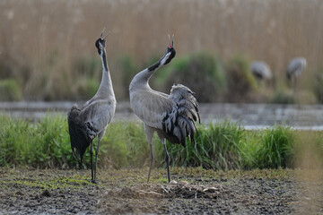 gray cranes brooding in the wild
