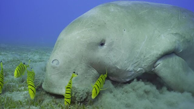Portrait of Dugong eat green seagrass on seabed raising dregs clouds of sand. Sea Cow (Dugong dugon) accompanied by school of Golden Trevally (Gnathanodon speciosus) eating Smooth ribbon seagrass