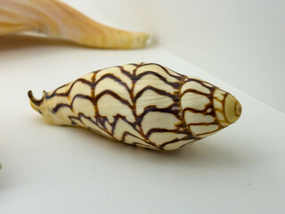 snail shells. detail. interior photo.