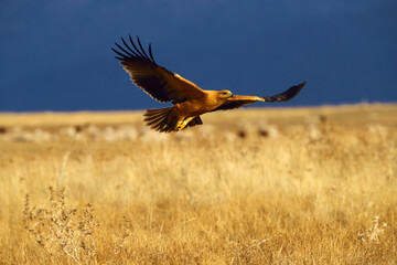 The Spanish imperial eagle (Aquila adalberti), also known as the Iberian imperial eagle, Spanish or Adalbert's eagle. A young eagle flies over a yellow meadow.