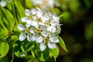 Flowering branch of pear in the garden in spring
