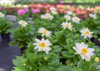 Flowers in pots in a greenhouse. Beautiful blooming green house. Greenhouse for growing seedlings of plants. Flowering plants in a flower nursery. Plants.