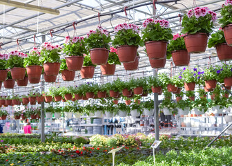 Flowers in pots in a greenhouse. Beautiful blooming green house. Greenhouse for growing seedlings...