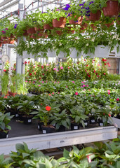 Flowers in pots in a greenhouse. Beautiful blooming green house. Greenhouse for growing seedlings of plants. Flowering plants in a flower nursery. Plants.