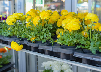 Multi-colored buttercup flowers in pots for sale. Flowers on racks near the greenhouse in the garden center. Greenhouse for growing seedlings of plants. Flowering plants in a flower nursery. Plants.