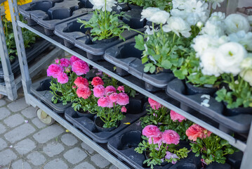 Multi-colored buttercup flowers in pots for sale. Flowers on racks near the greenhouse in the garden center. Greenhouse for growing seedlings of plants. Flowering plants in a flower nursery. Plants.