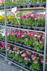 Multi-colored buttercup flowers in pots for sale. Flowers on racks near the greenhouse in the garden center. Greenhouse for growing seedlings of plants. Flowering plants in a flower nursery. Plants.