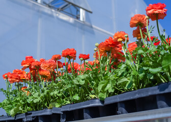 Multi-colored buttercup flowers in pots for sale. Flowers on racks near the greenhouse in the garden center. Greenhouse for growing seedlings of plants. Flowering plants in a flower nursery. Plants.