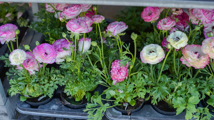 Multi-colored buttercup flowers in pots for sale. Flowers on racks near the greenhouse in the garden center. Greenhouse for growing seedlings of plants. Flowering plants in a flower nursery. Plants.