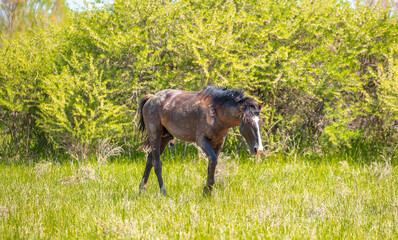 Horse and newborn foal on the background of mountains, a herd of horses graze in a meadow in summer and spring, the concept of cattle breeding, with place for text.