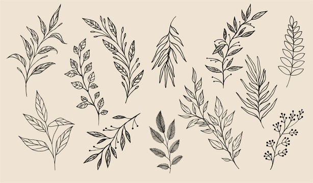 Floral branch. Hand drawn wedding herb, plant and monogram with elegant leaves for invitation save the date card design. Botanical rustic trendy greenery vector