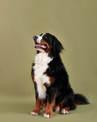 Naklejka na ściany i meble Dog Bernese mountain dog sitting on an olive background