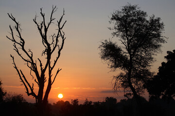 Sonnenaufgang - Krüger Park - Südafrika / Sunrise - Kruger Park - South Africa /