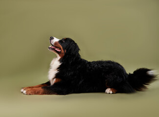 Dog Bernese mountain dog lies on a green background