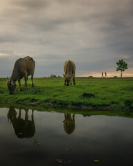 Several buffalo looking for food in the Kampung Kerbau, Situbondo