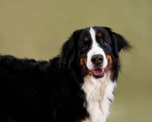 Dog bernese mountain dog portrait close up