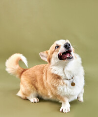 Corgi dog in motion on a green background