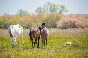 Obraz premium Horse and newborn foal on the background of mountains, a herd of horses graze in a meadow in summer and spring, the concept of cattle breeding, with place for text.