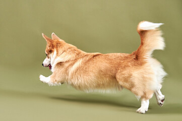 Corgi dog in motion on a green background