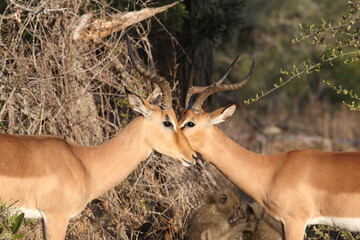 Schwarzfersenantilope / Impala / Aepyceros melampus